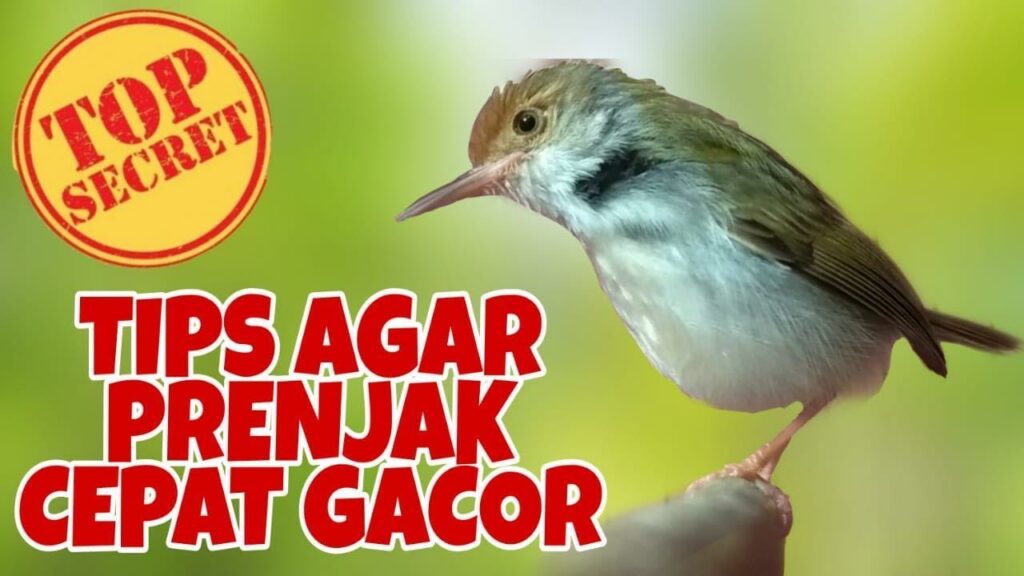 10 Tips Agar Burung Anda Gacor 24 Jam!