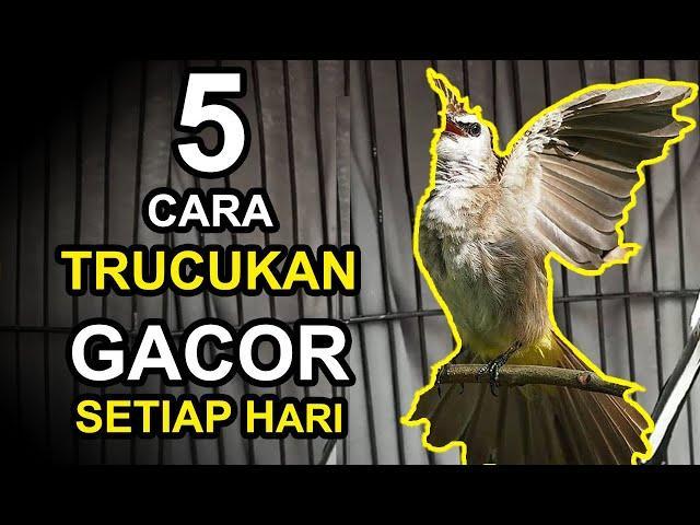 Tips Agar Burung Gacor BRI Setiap Hari