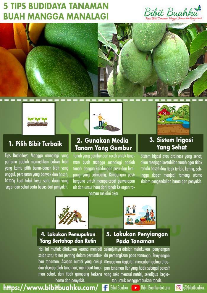 Daftar Habanero: Panduan Aman Memilih dan Menanam Habanero