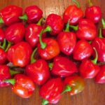 Agen Habanero Terjamin: Penyediaan Terbaik untuk Kebutuhan Pedas Anda