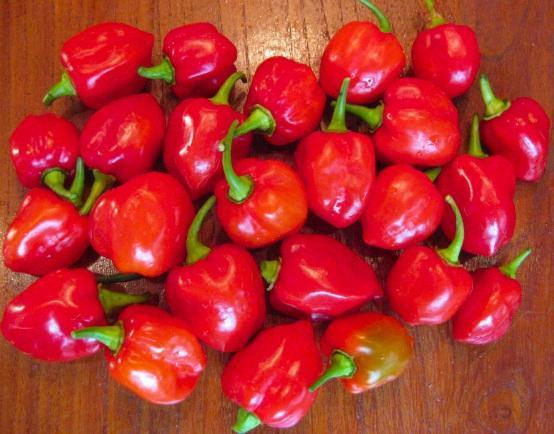 Agen Habanero Terjamin: Penyediaan Terbaik untuk Kebutuhan Pedas Anda